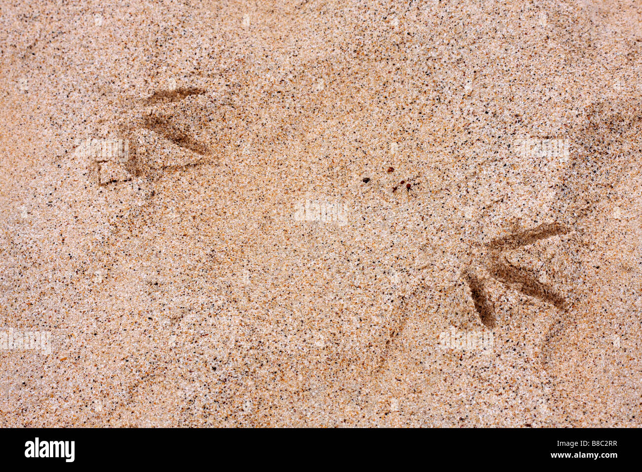 Des traces de pas dans le sable sur la plage de Punta Cormoran, l'île de Floreana, Galapagos, Equateur en Septembre Banque D'Images