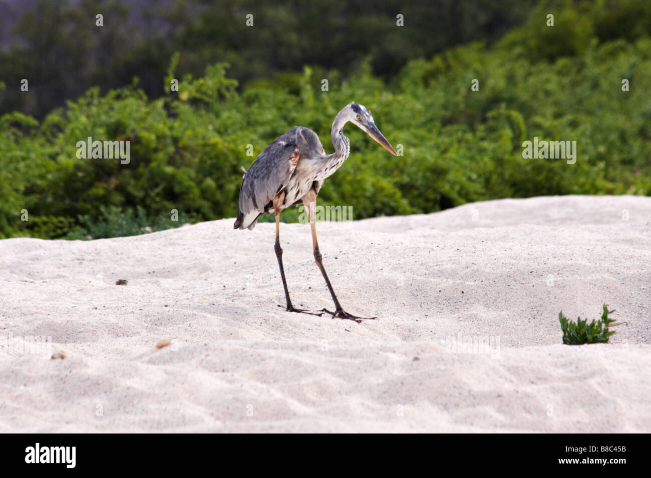 Le Grand Héron, Ardea herodias, debout sur la plage de Bachas Beach, Santa Cruz Island, îles Galapagos, en Équateur en Septembre Banque D'Images