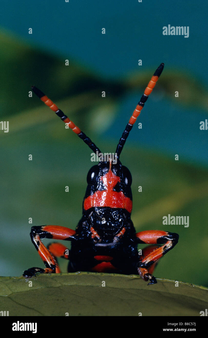 Sauterelle POISON Banque D'Images