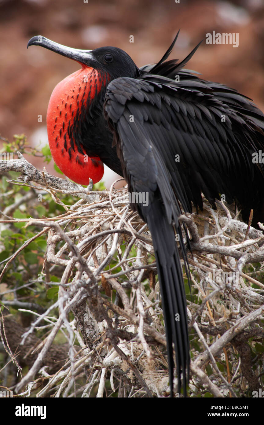 Frégate superbe mâle, Fregata magnificens, siégé à nicher à North Seymour Islet, îles Galapagos, en Équateur en Septembre Banque D'Images