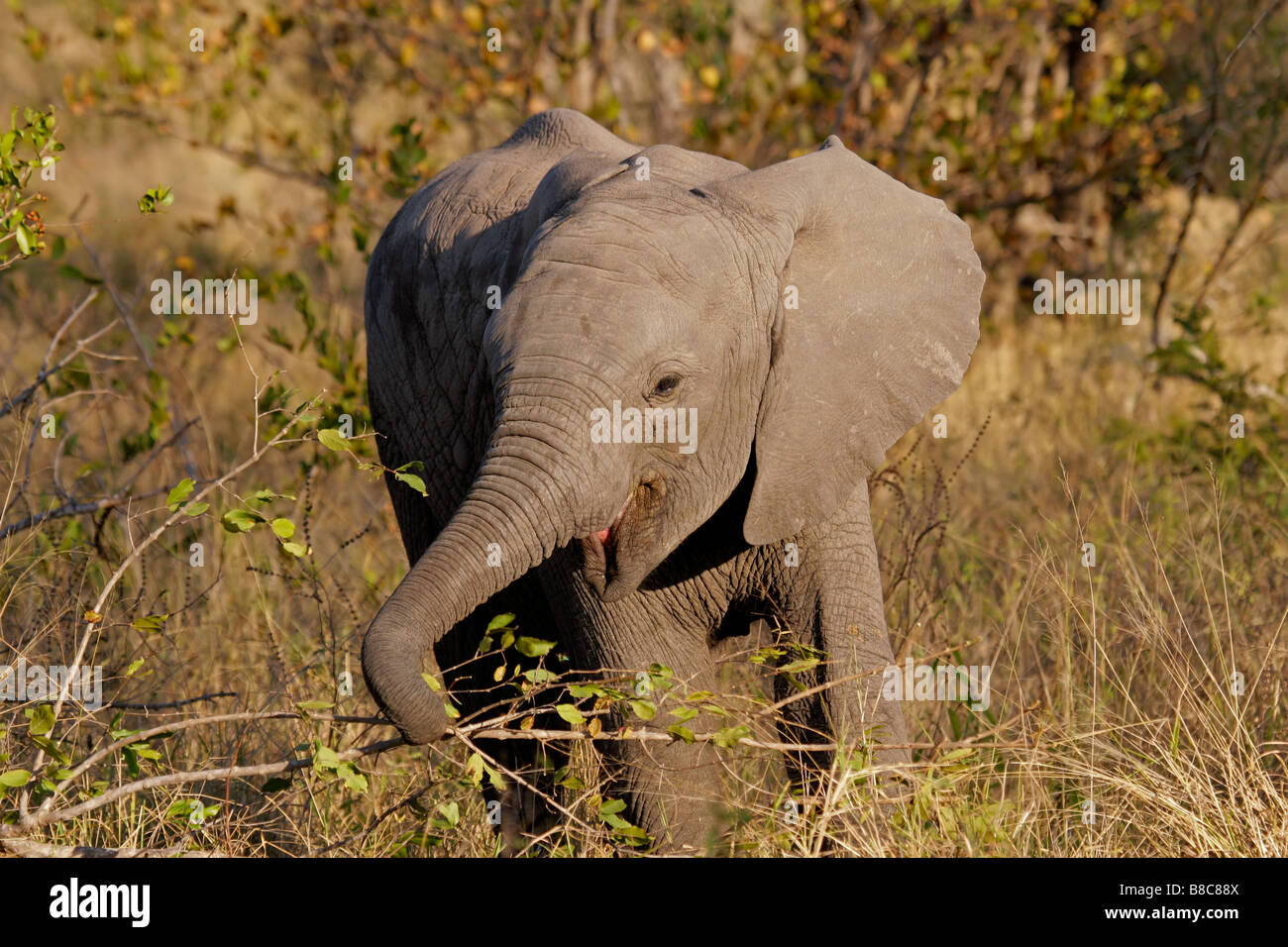Bébé curieux African elephant (Loxodonta africana), Kruger National Park, Afrique du Sud Banque D'Images