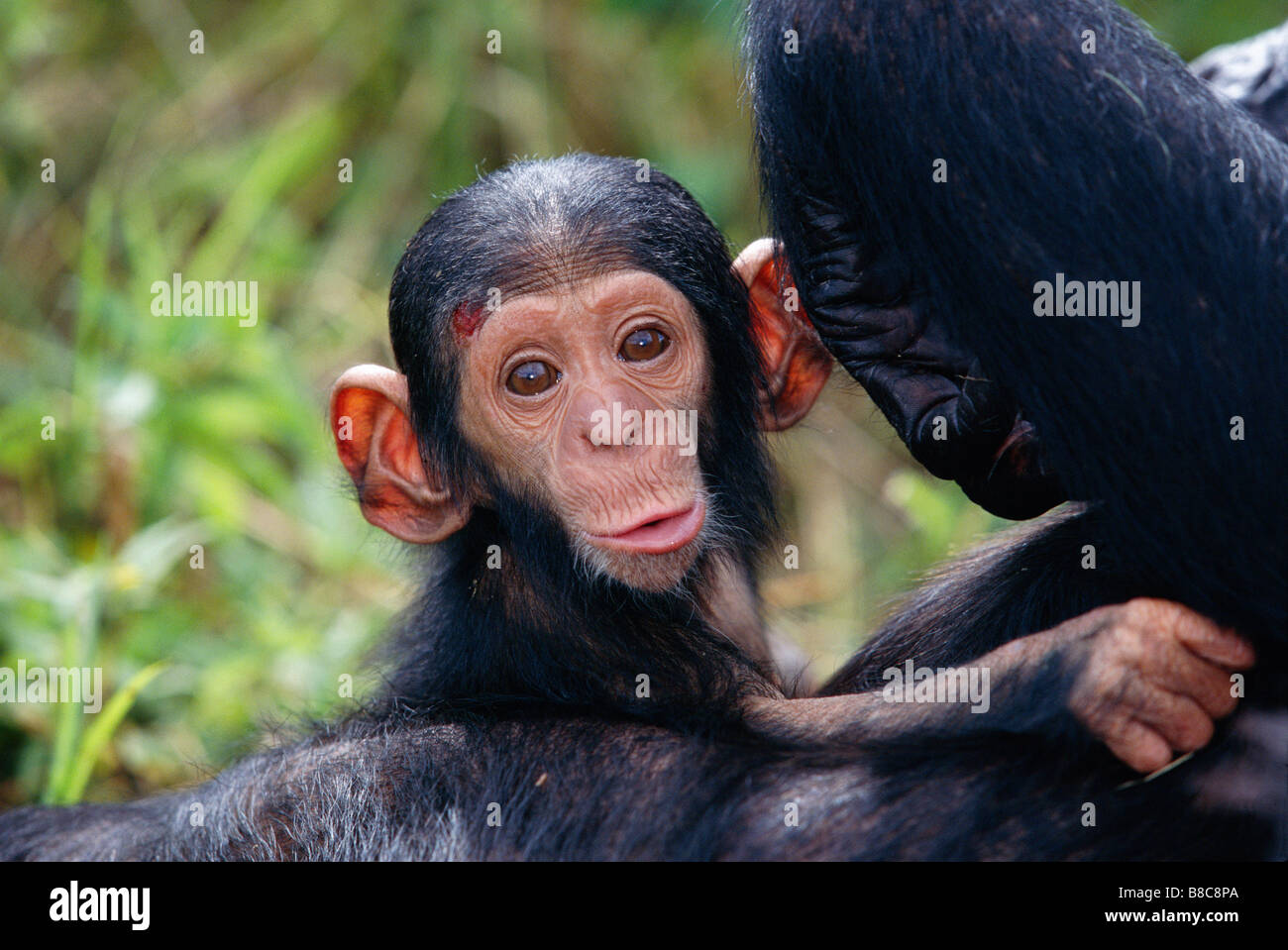 Et bébé chimpanzé Banque D'Images