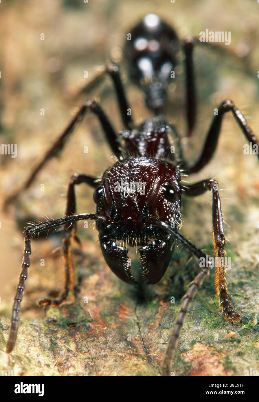 BULLET ANT Banque D'Images