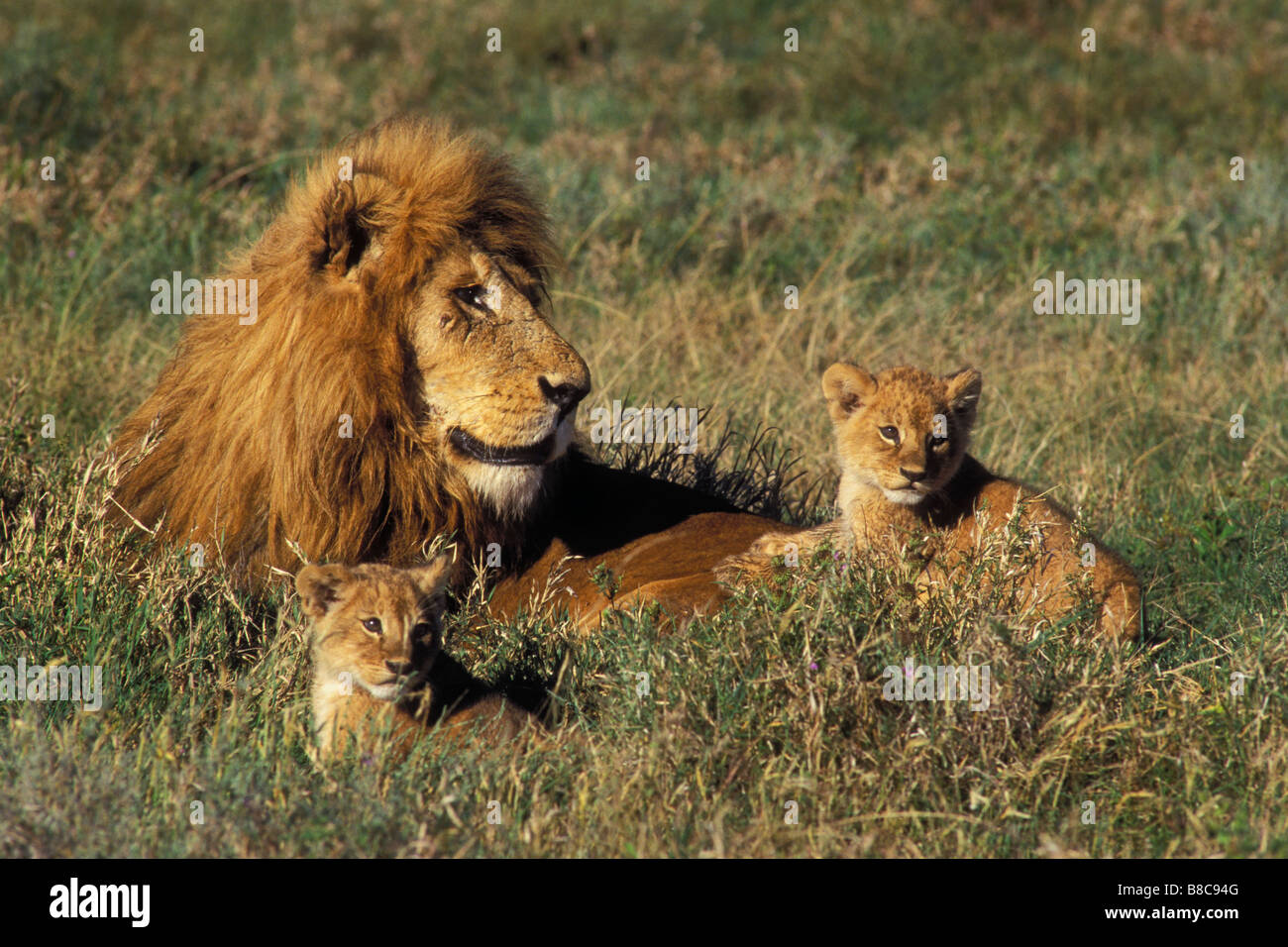 Les Lions d'oursons, Serengeti National Park, Tanzania, Africa Banque D'Images