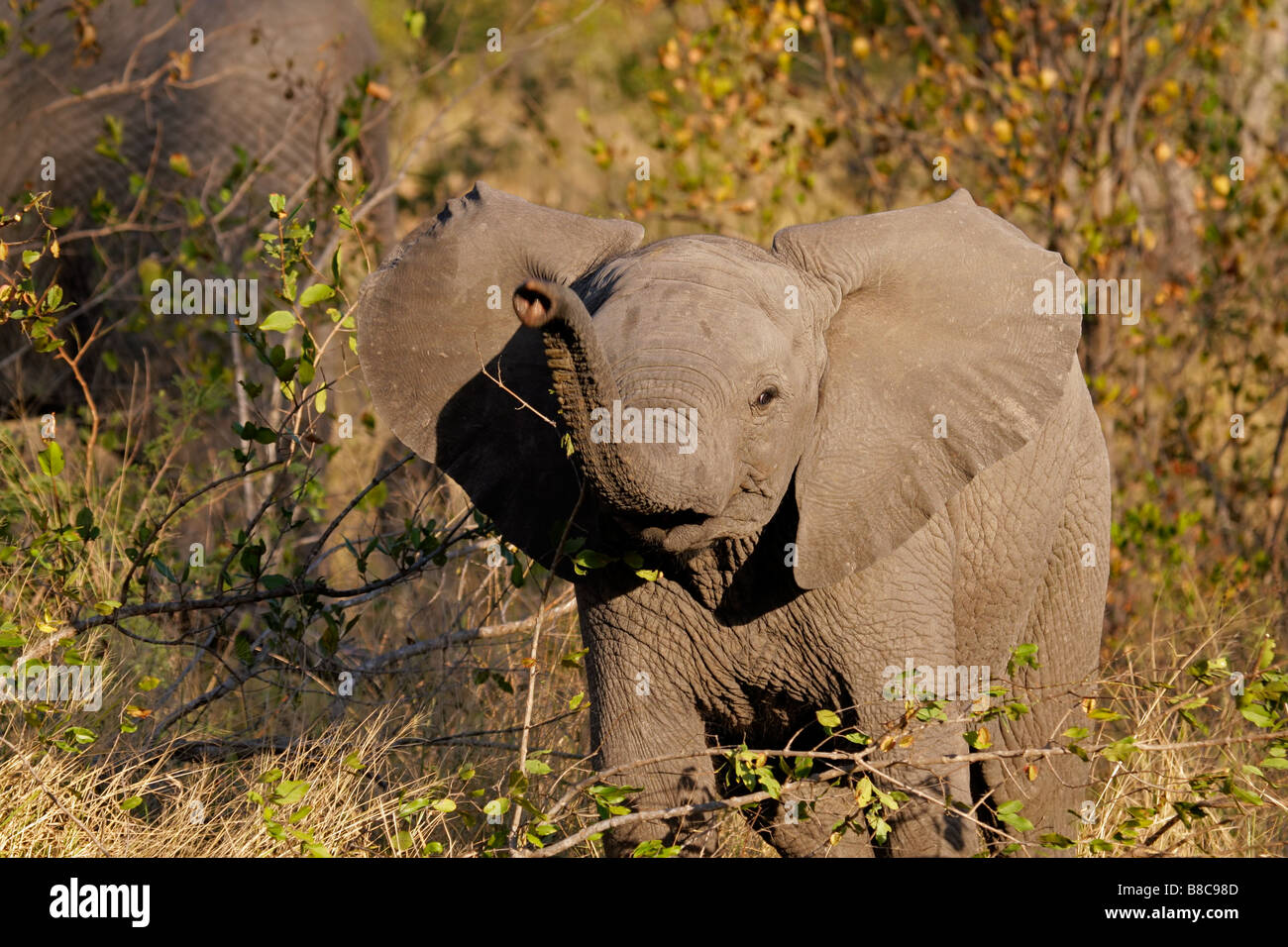 Bébé curieux African elephant (Loxodonta africana), Kruger National Park, Afrique du Sud Banque D'Images