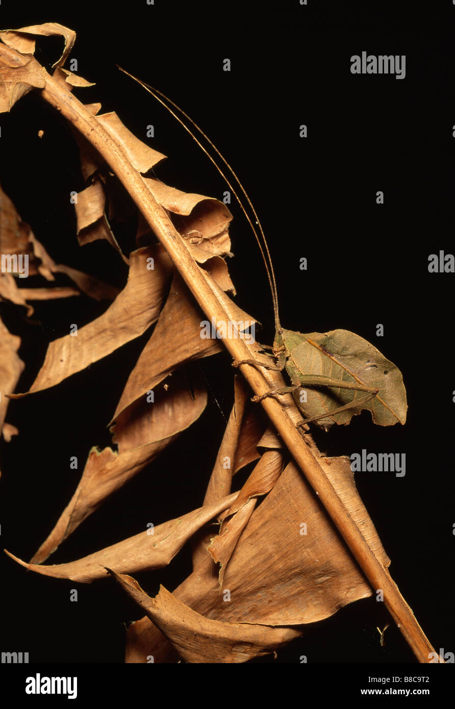 KATYDID RESSEMBLENT À DES FEUILLES Banque D'Images