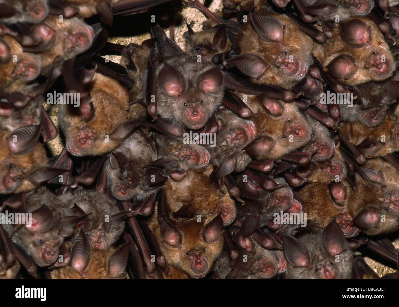 BATTES DE FER À CHEVAL Banque D'Images