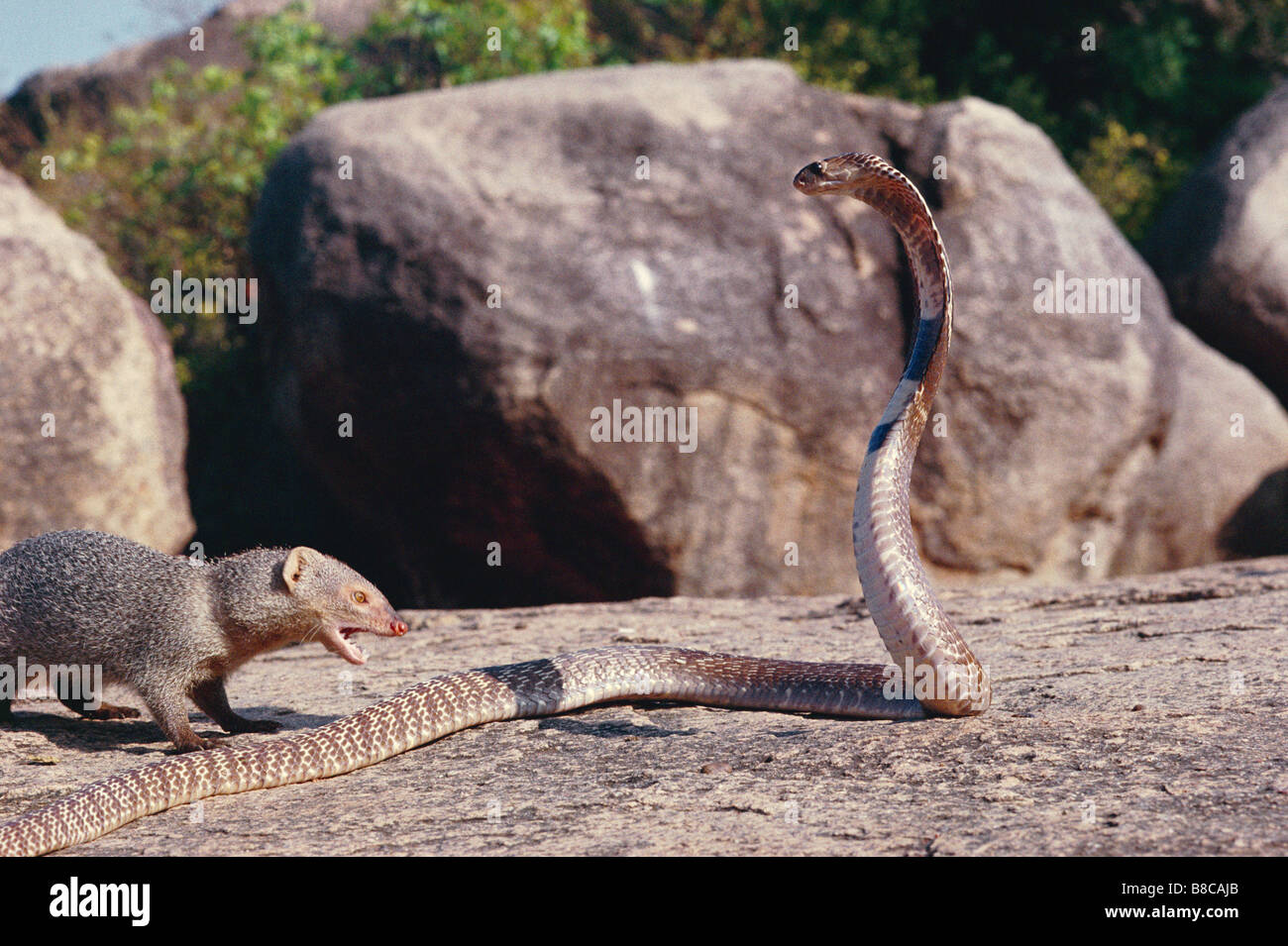 MONGOOSE GRIS INDIEN Banque D'Images