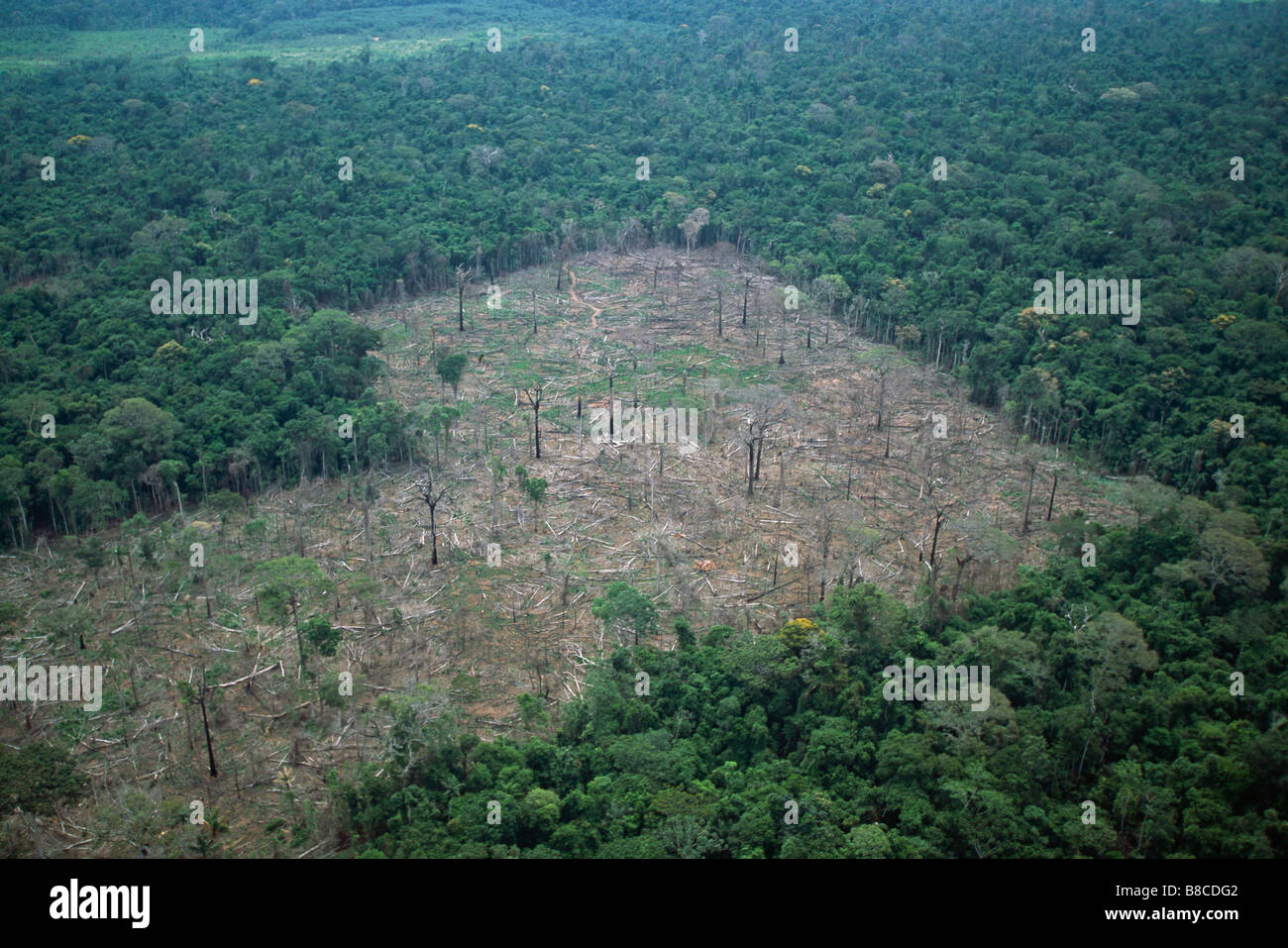 La destruction de la forêt tropicale Banque D'Images