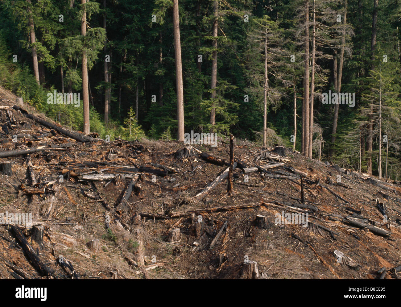 Habitat Destruction Photos & Habitat Destruction Images Alamy