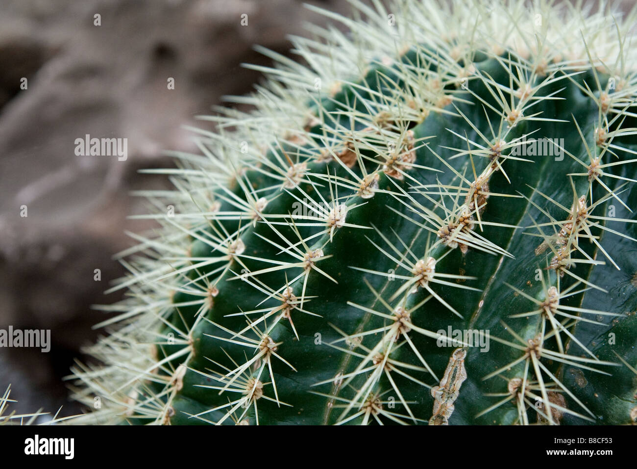 Un cactus Banque D'Images