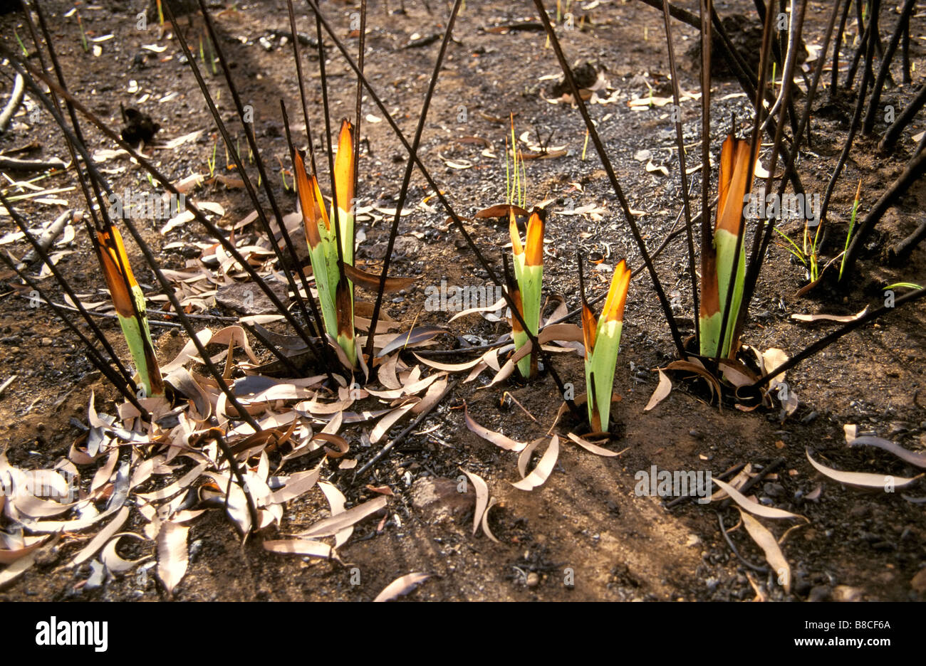 La régénération après un incendie Banque D'Images