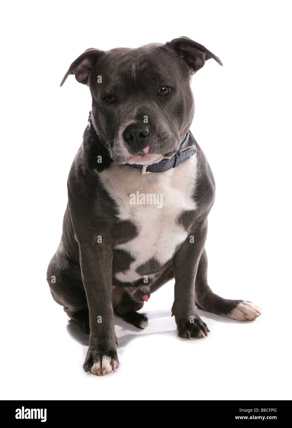 Staffordshire Bull Terrier chien assis Studio Banque D'Images