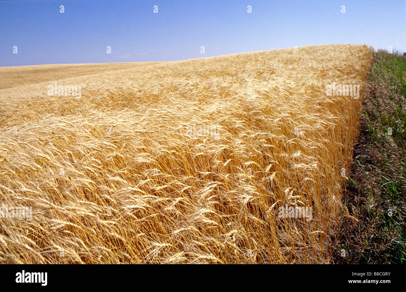 Champ de blé, vice-roi de l'ouest, en Saskatchewan Banque D'Images