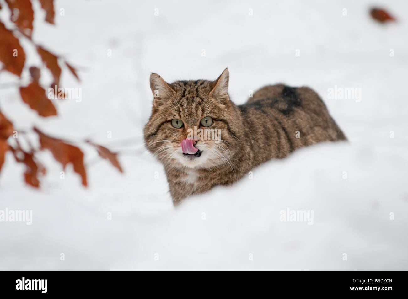 Europäische Wildkatze (Felis silvestris) - Chat Sauvage Européen Banque D'Images