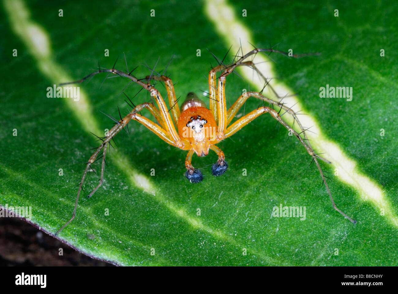 Espèces de LYNX Famille OXYOPIDAE Ces araignées sont caractérisées par la présence d'épines sur les jambes. L'Assam. L'Inde. Banque D'Images