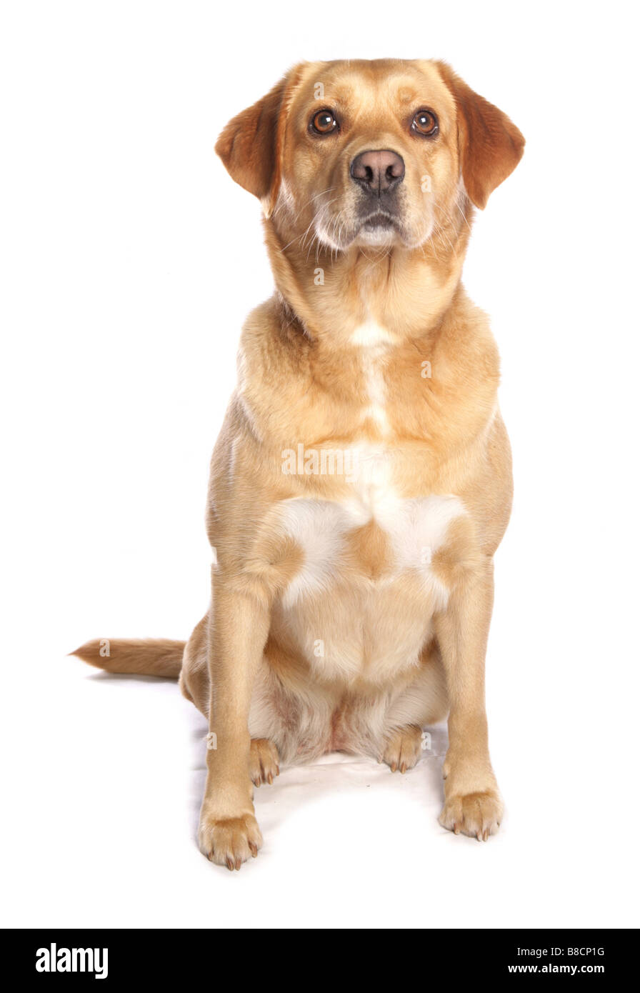 Labrador chien assis Studio Banque D'Images
