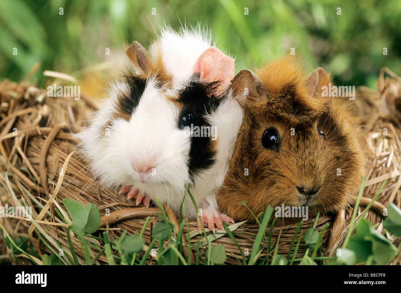 Cochon domestique, Cavie (Cavia porcellus), race : Rosette, deux dans un panier Banque D'Images