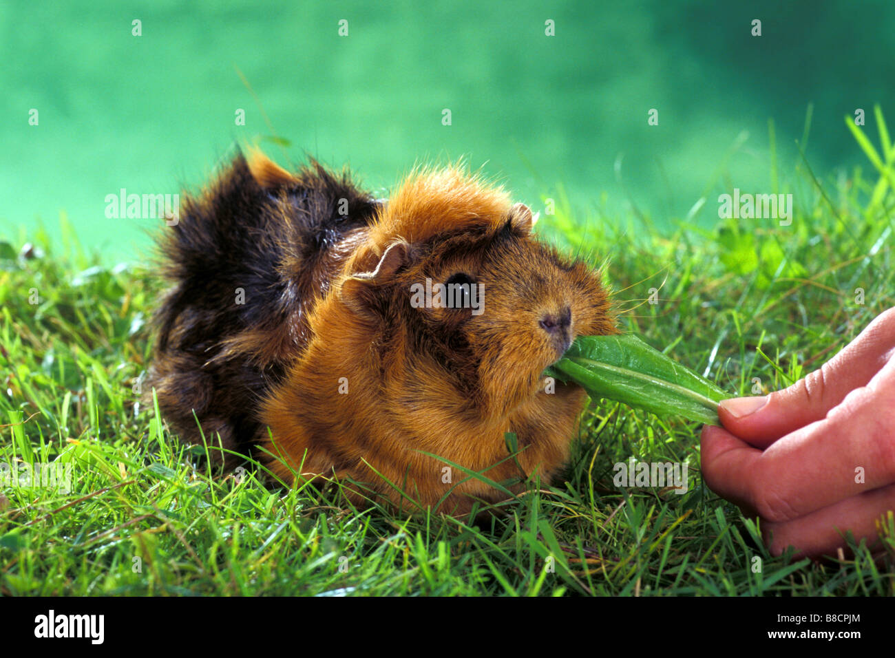 Cochon domestique, Cavie (Cavia porcellus), race : Rosette, seule personne mangeant une feuille tenue par une main Banque D'Images