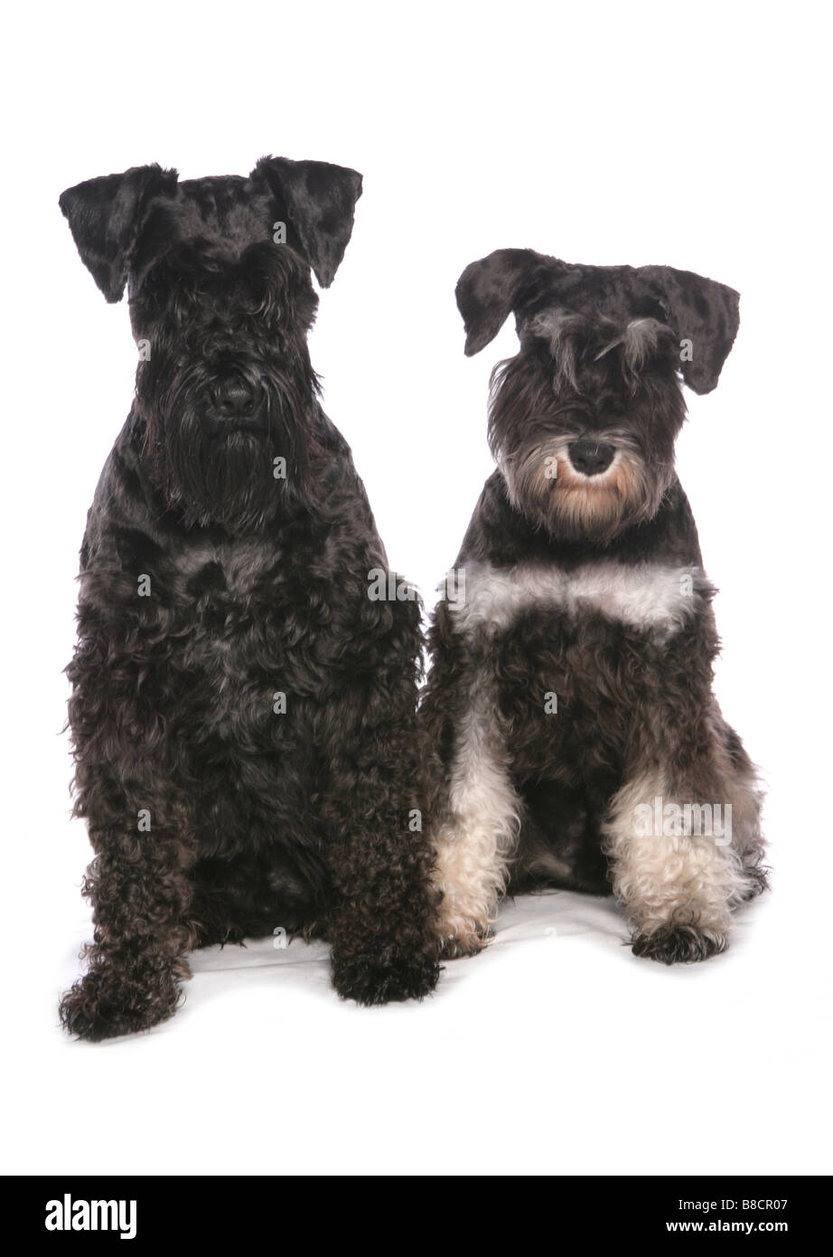 Les chiens Schnauzer miniature Séance Studio Banque D'Images