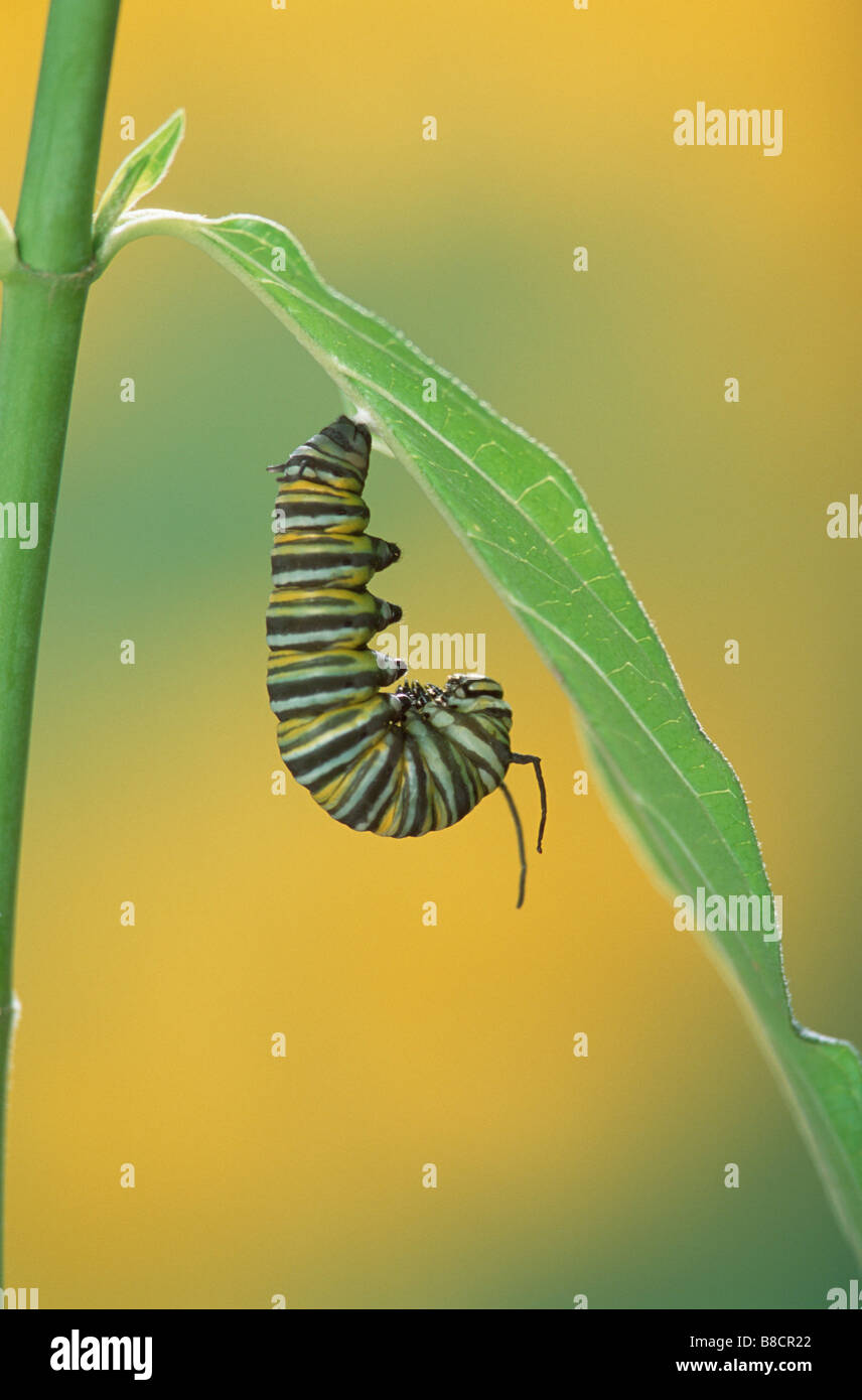 FL6497, Kitchin/Hurst ; Série,Papillon Asclépiade Caterpillar Banque D'Images