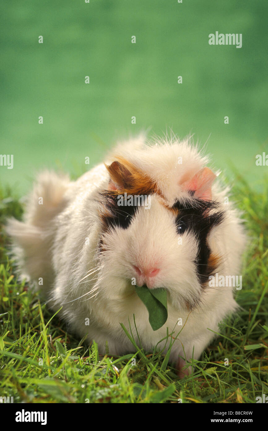 Cochon domestique, Cavie (Cavia porcellus), race : Rosette, seule personne mangeant une feuille Banque D'Images