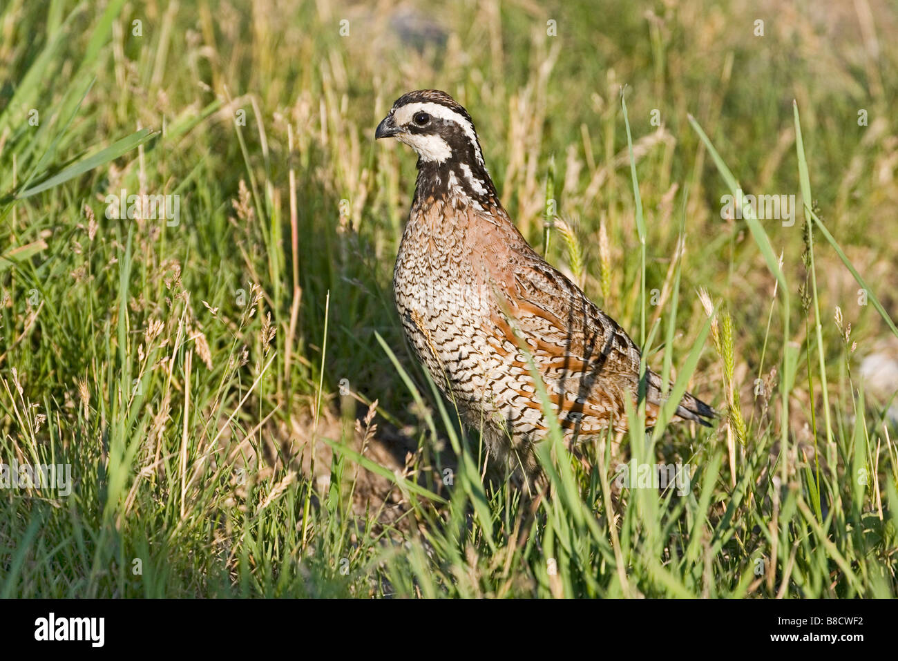 Colin de Virginie Colinus virginianus St Louis Missouri United States 20 mai mâle adulte Phasianidae Banque D'Images