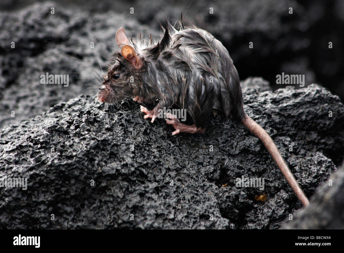 Black humide ou d'un navire de rat, Rattus rattus, sur des pierres à Urbina Bay, l'île Isabela, îles Galapagos, en Équateur en Septembre Banque D'Images