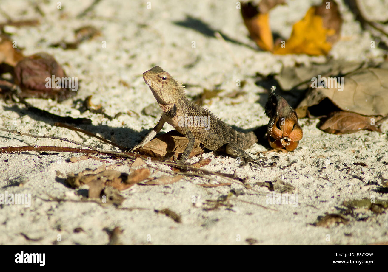 Jardin Oriental (lézard Calotes versicolor) Dragon Dragon libre Maldives Banque D'Images