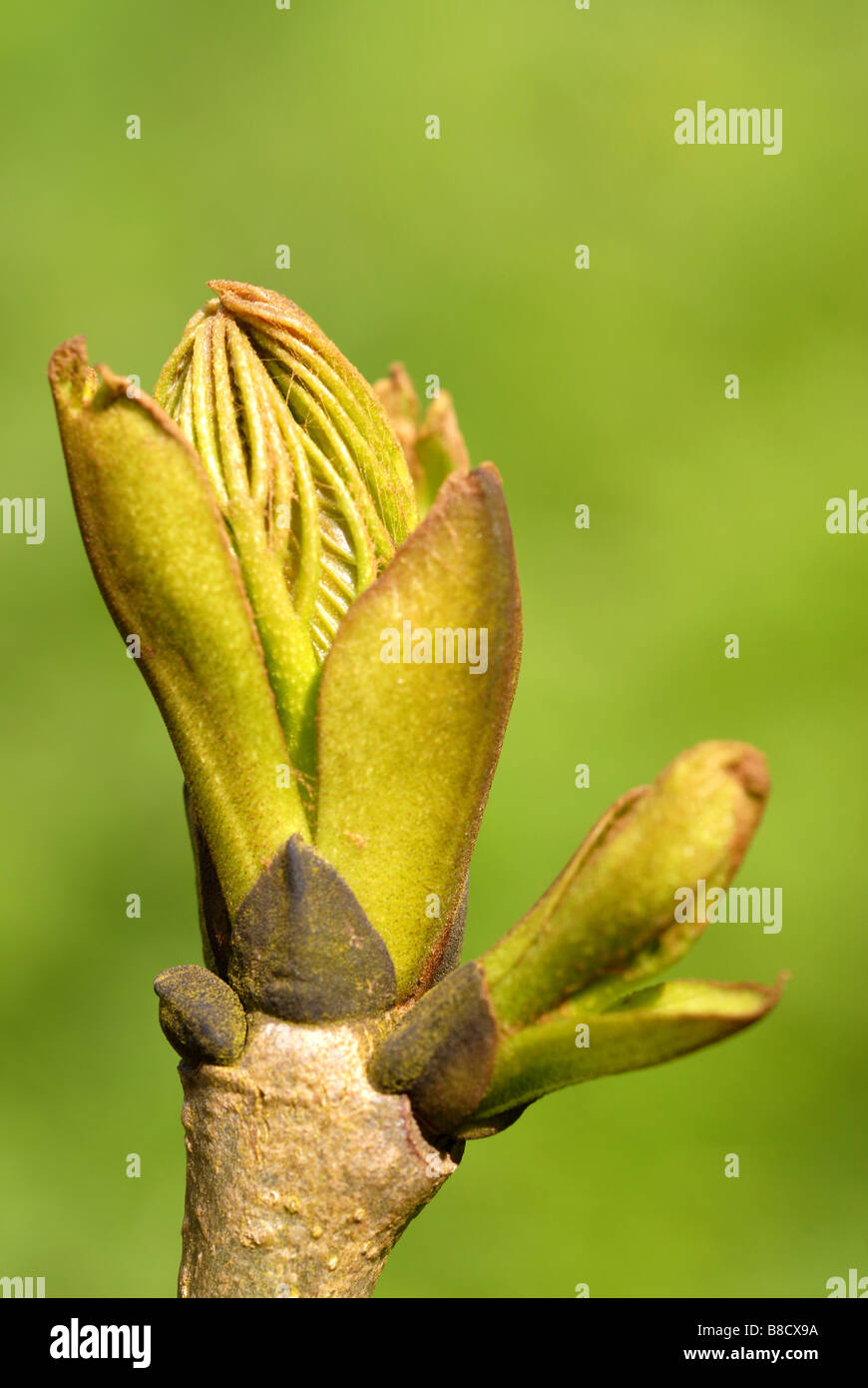 Printemps germination bud de frêne (Fraxinus excelsior) Banque D'Images