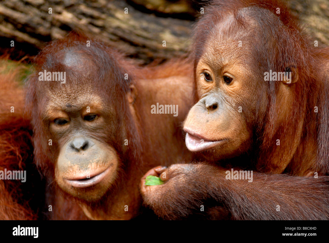 Image de deux Orangs Outans partageant la nourriture au Zoo de Singapour Banque D'Images