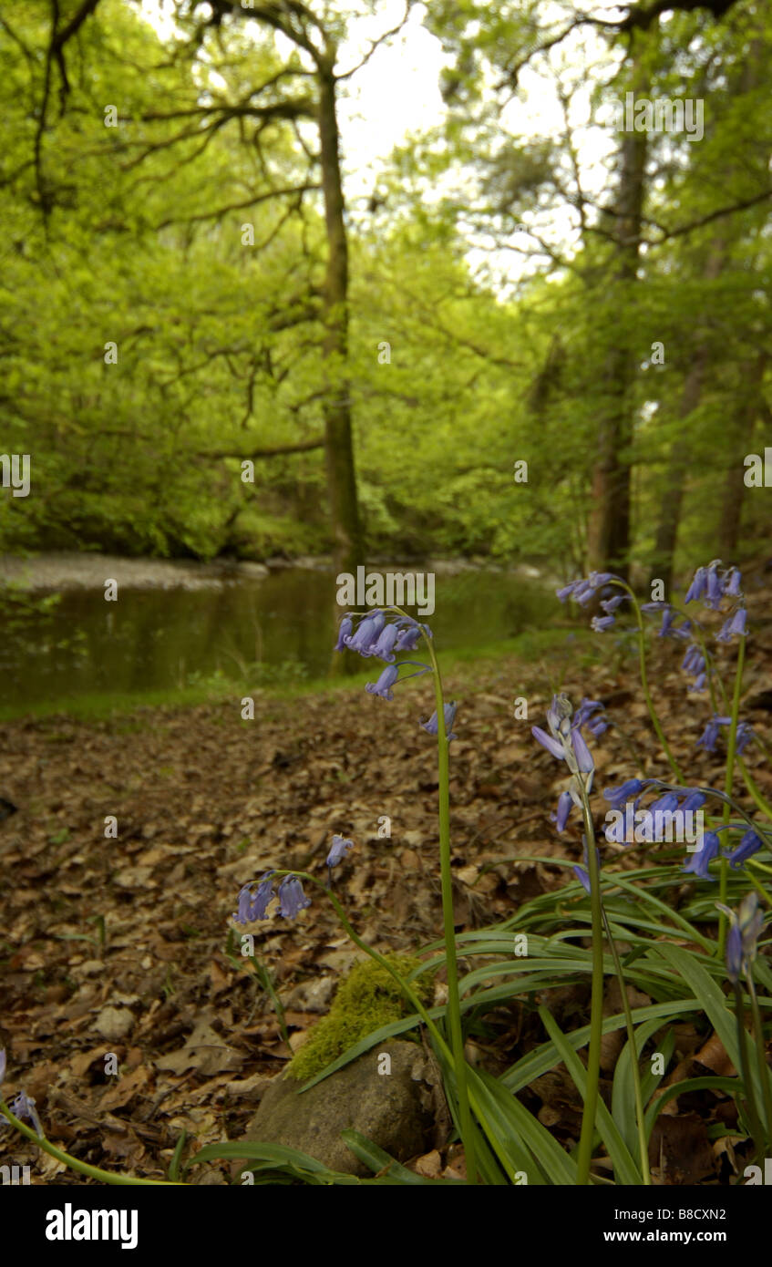 Bluebell commun (Hyacinthoides non-scripta) par la rivière Greta en Amérique du Lake District, Cumbria, Royaume-Uni Banque D'Images