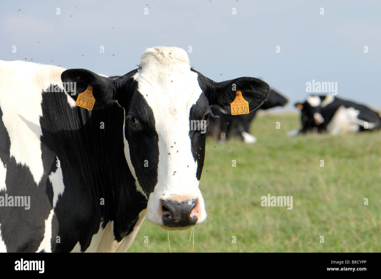 Tête de vache en close-up Banque D'Images