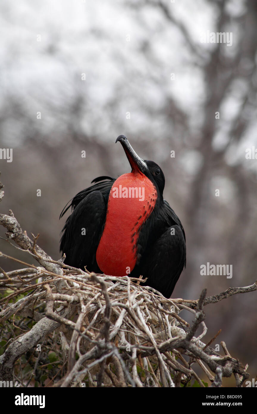 Frégate superbe mâle, Fregata magnificens Frégate, assis sur des oiseaux nichent avec la tête levée dans le cadre de la parade à Îles Galápagos Banque D'Images