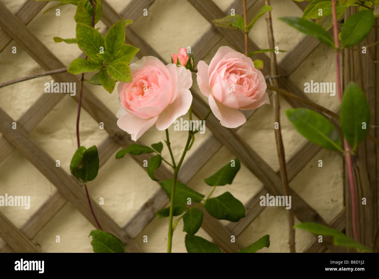 De plus en plus roses sur un treillis Banque D'Images