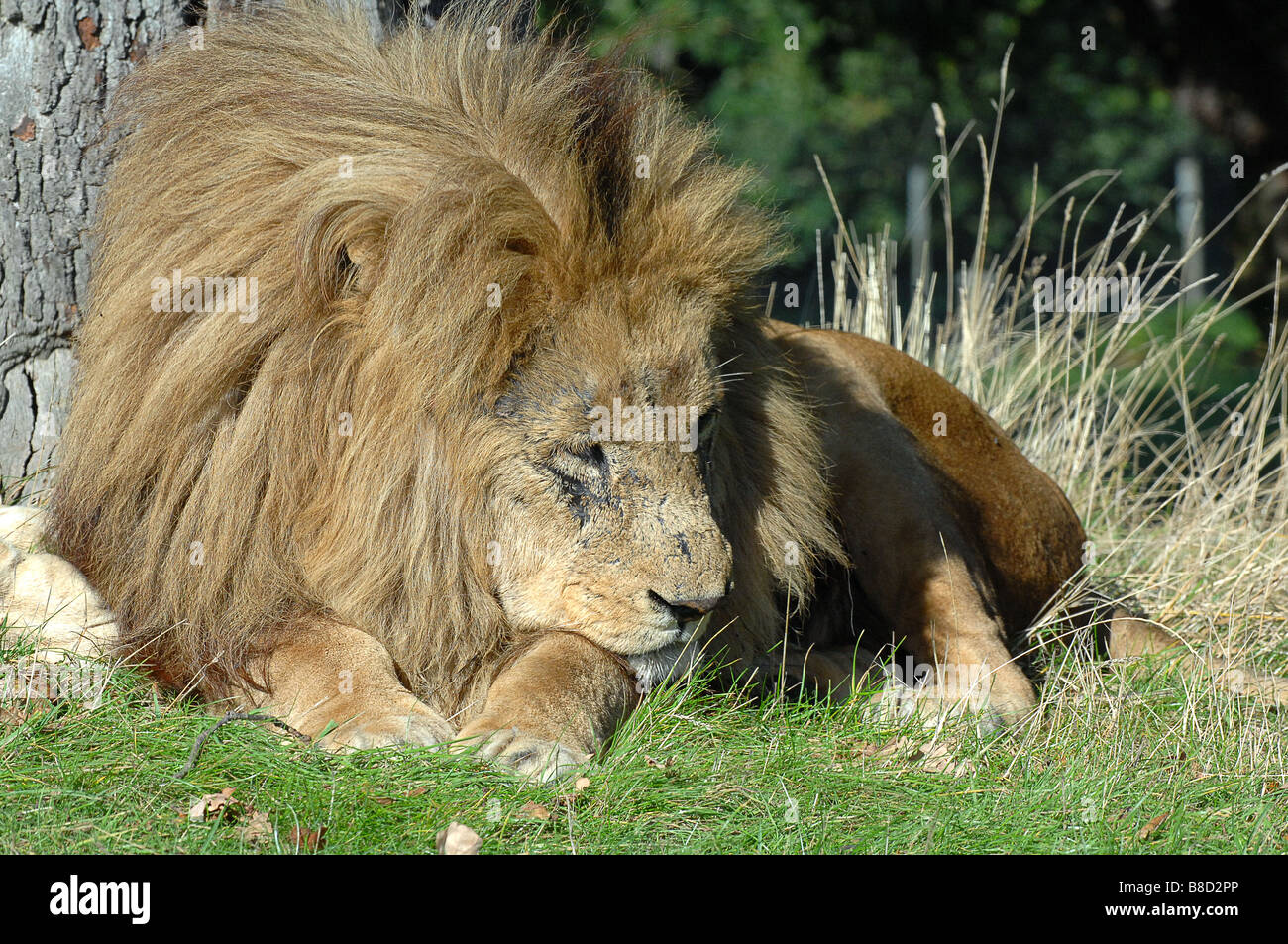 Lion prendre du repos à Woburn Safari Park bedfordshire Banque D'Images