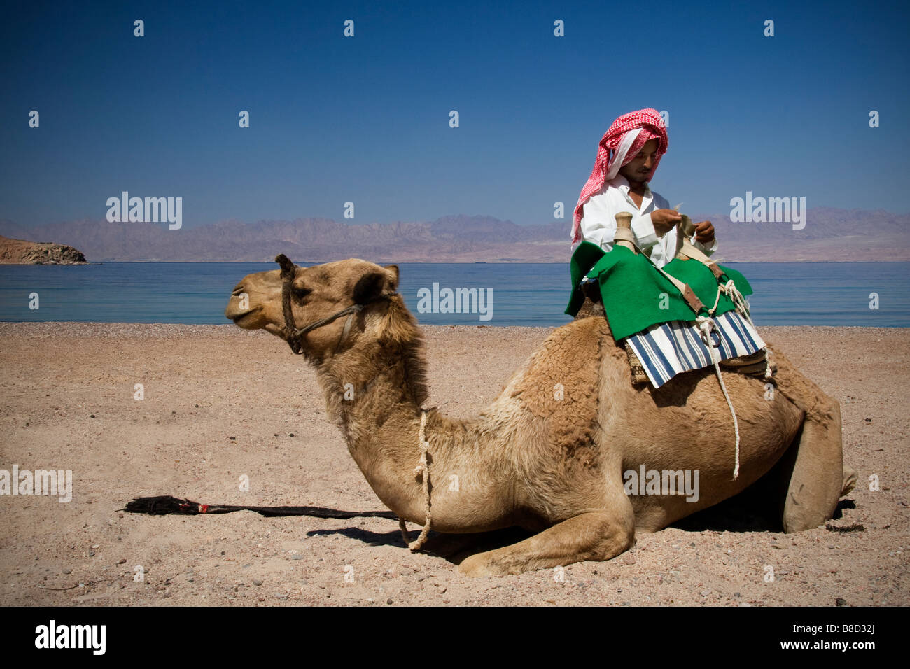 Un Bédouin charges homme son chameau sur une une plage à Taba, Egypte Banque D'Images