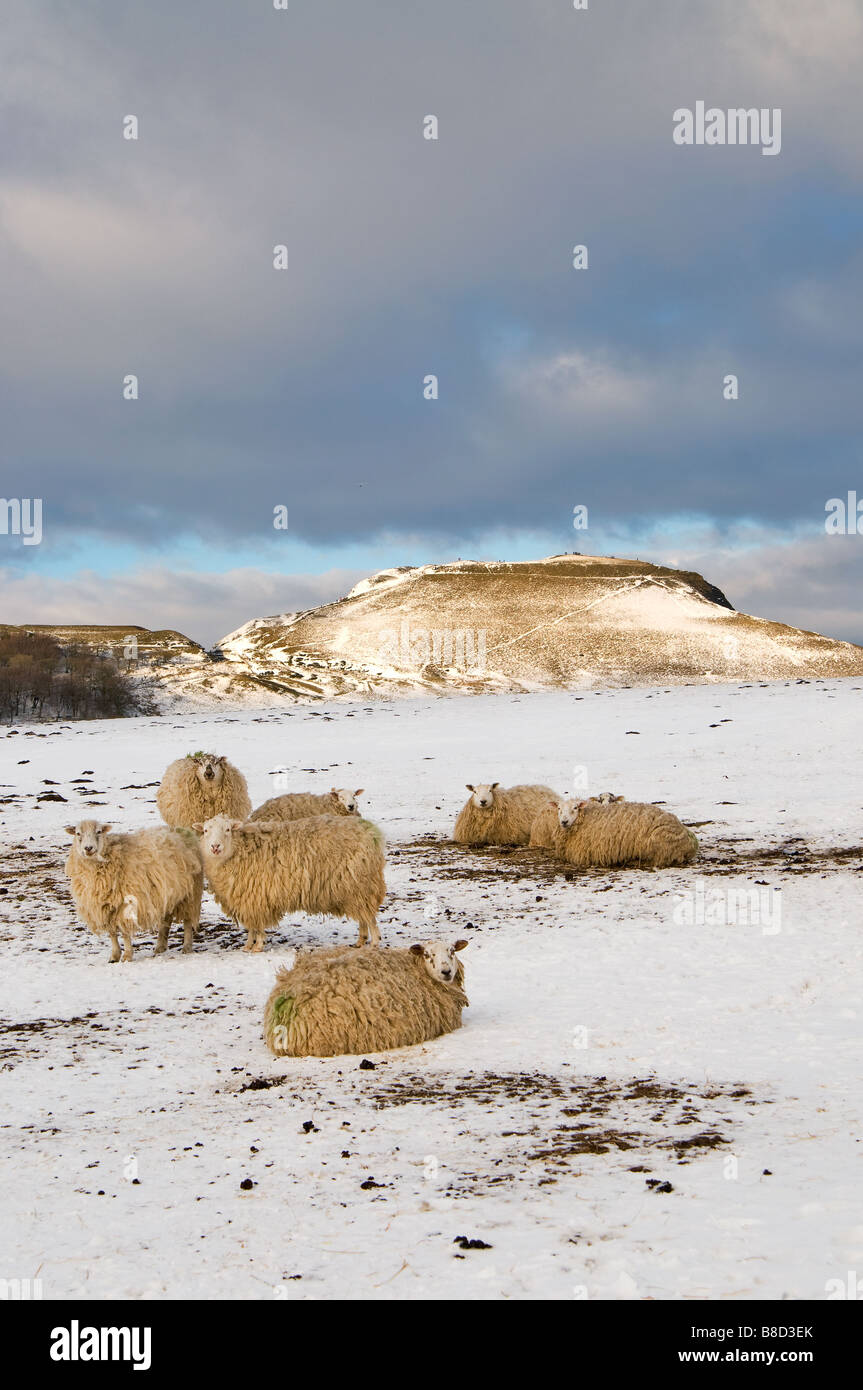 Moutons en neige avec Mam Tor en arrière-plan le parc national de Peak District Derbyshire, Angleterre Banque D'Images