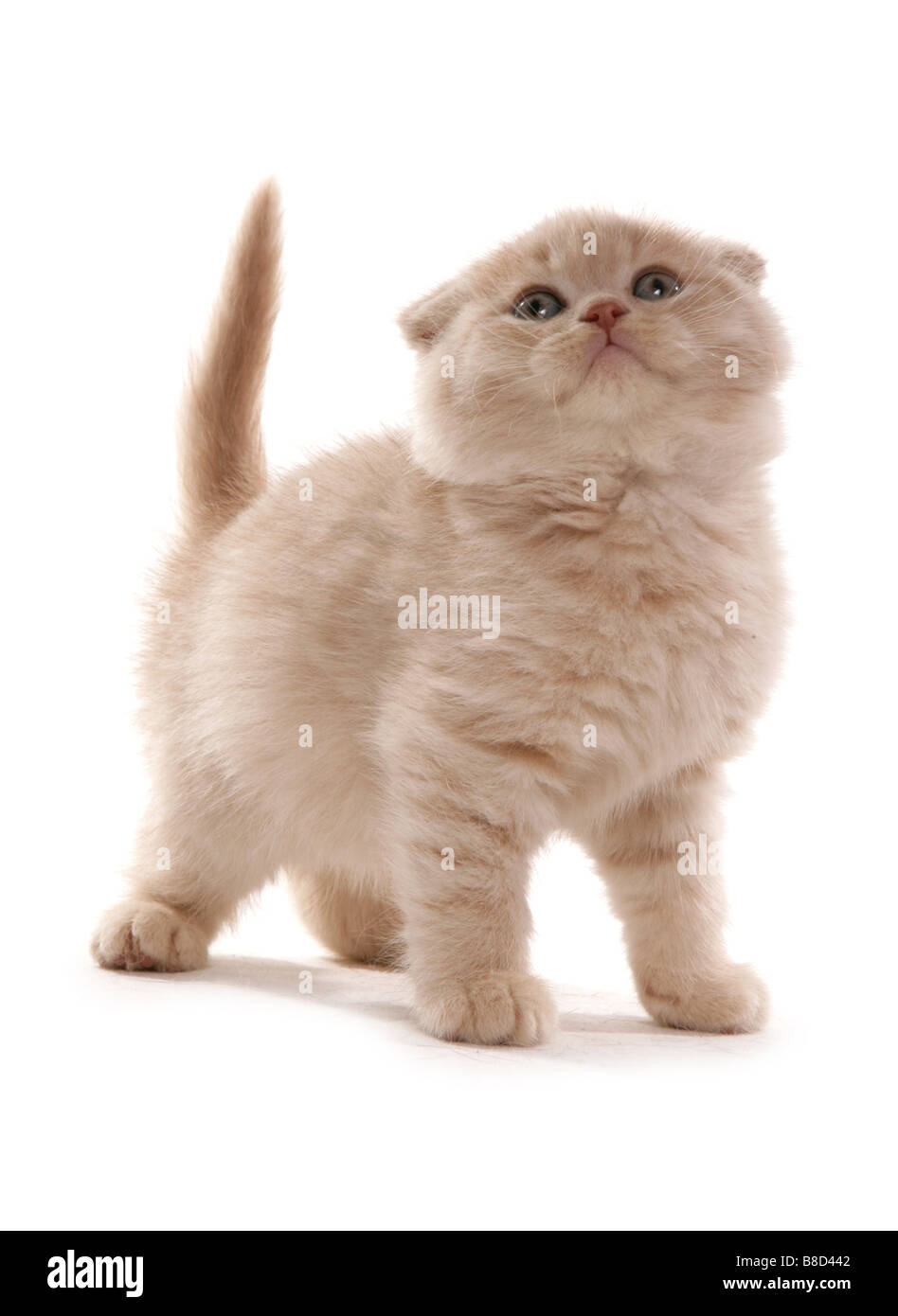 Scottish Fold Chaton Crème Studio Portrait Permanent Banque D'Images
