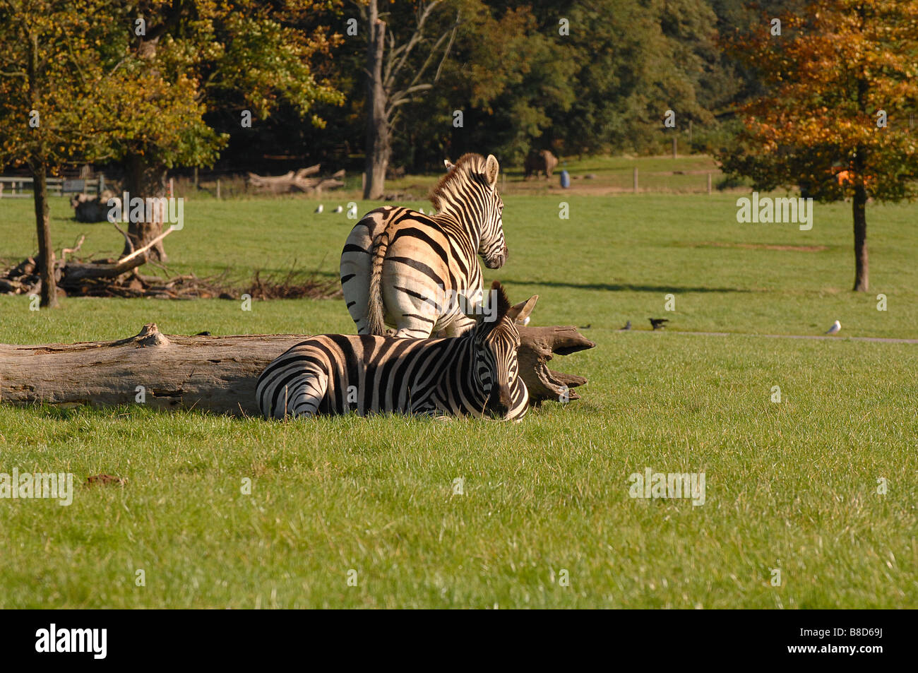 La Zèbre dans le parc à Woburn Safari Park Banque D'Images