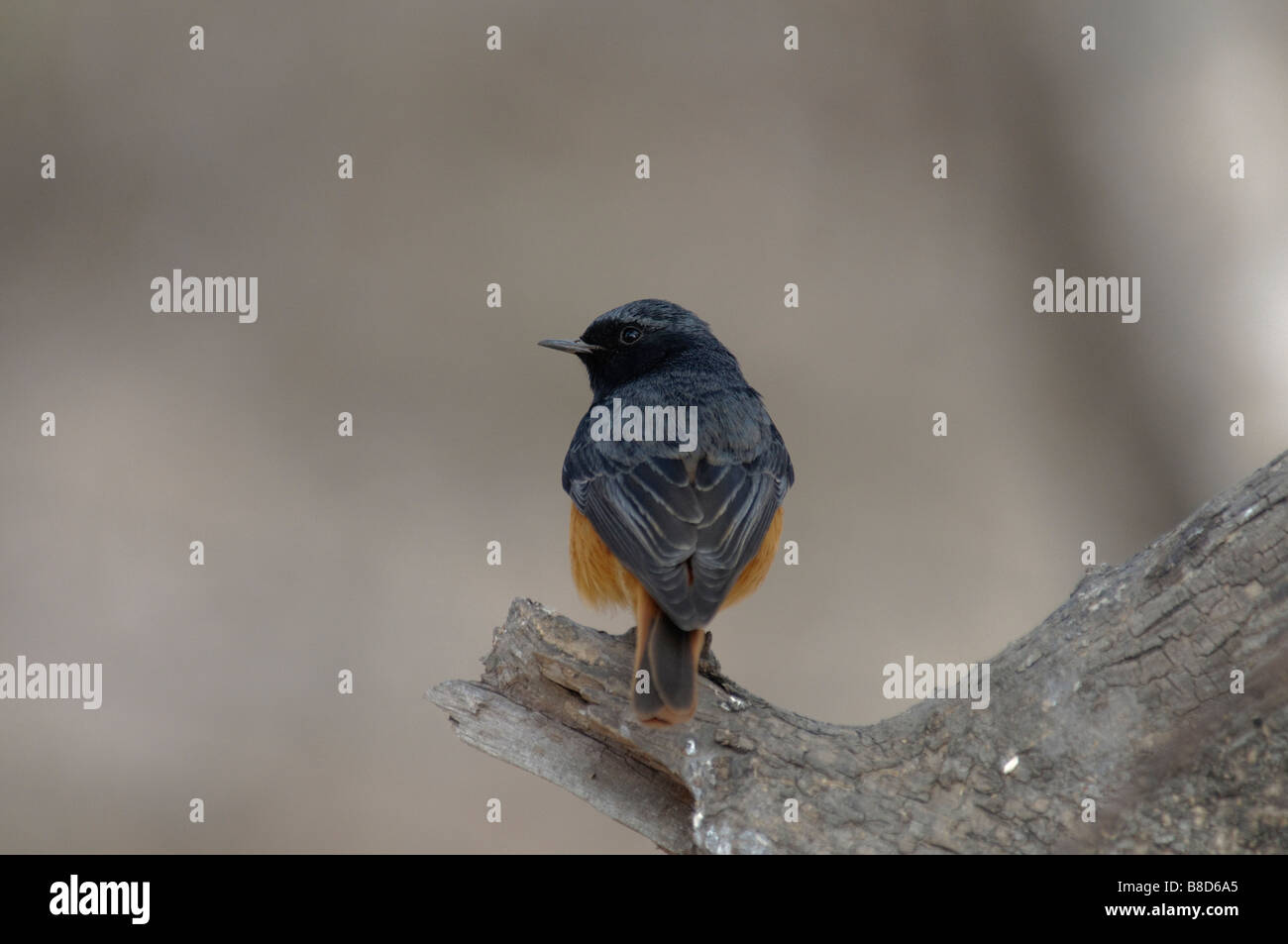 Rougequeue noir Phoenicurus Pamir mâle ochruros rufiventris assis sur une souche sèche Banque D'Images