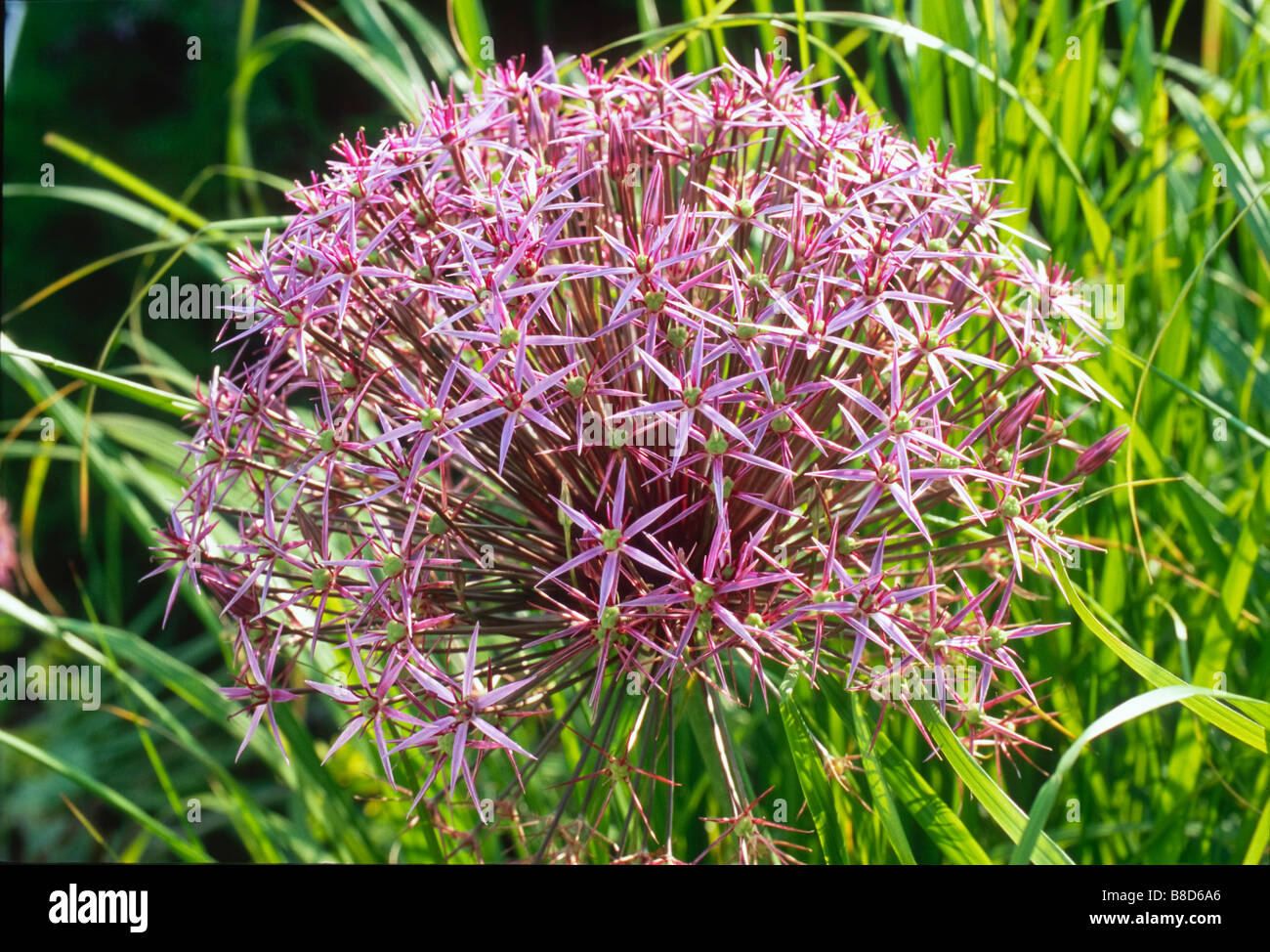 L'allium christophii (Allium albopilosum) (étoile de Perse) floraison en juin puis flowerheads mûrissent à beau golden seedheads. Banque D'Images