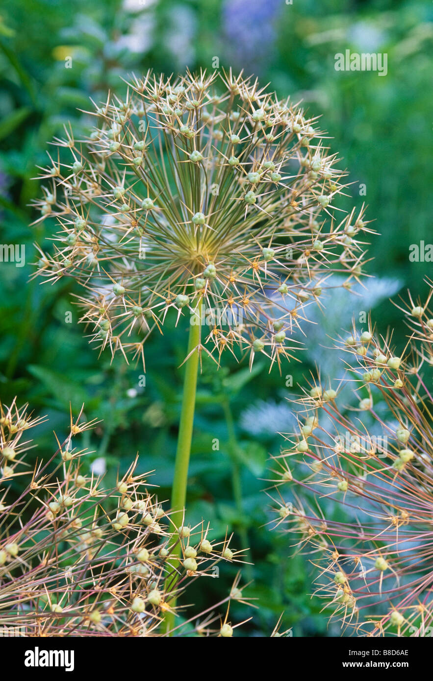 L'allium christophii (Allium albopilosum) (étoile de Perse) floraison en juin puis flowerheads mûrissent à beau golden seedheads. Banque D'Images