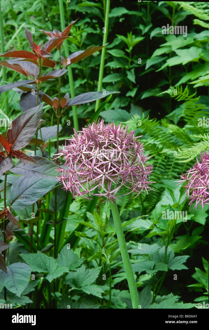 De starbursts arrondis ) Allium christophii (synonyme : Allium albopilosum) (étoile de Perse) fleurissent au début de l'été jardin. Banque D'Images