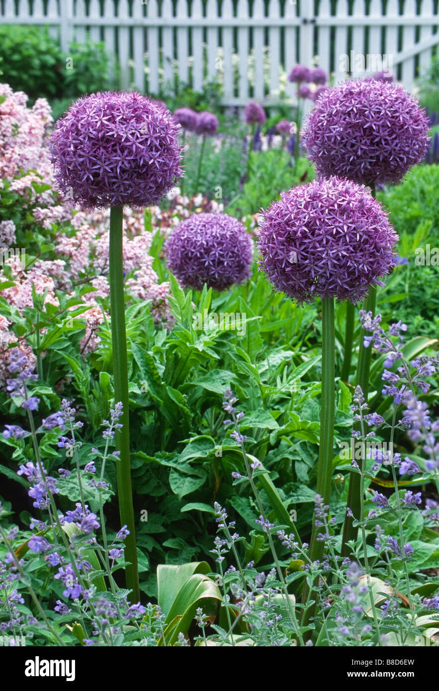Au début de l'été bleu, rose, violet plante jardin combinaison inclut des textures et des formes de fleurs. Banque D'Images