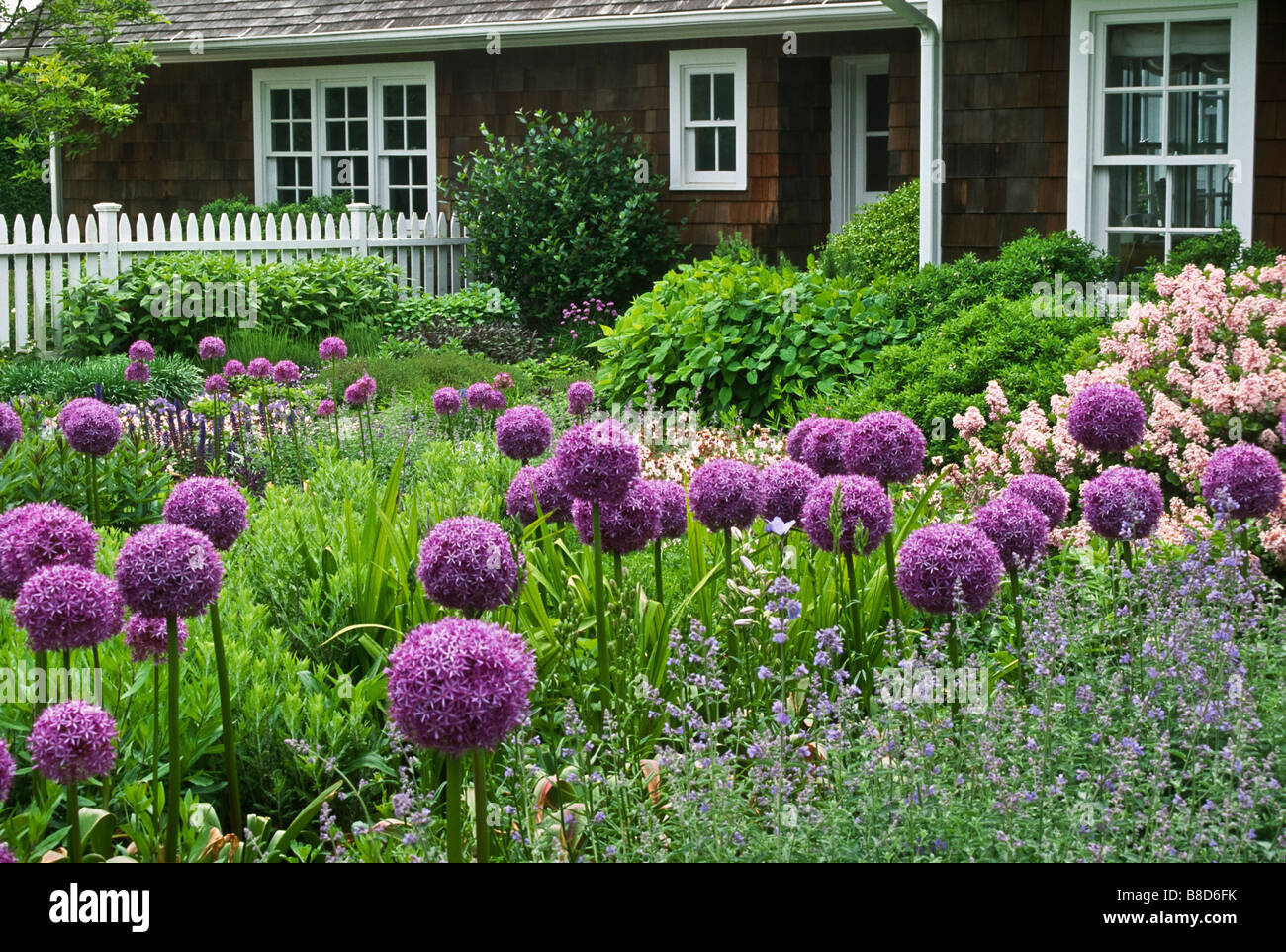 Ce début de l'été jardin dispose d'un schéma de couleurs et effectivley associe plusieurs textures et couleurs harmonieuses. Banque D'Images