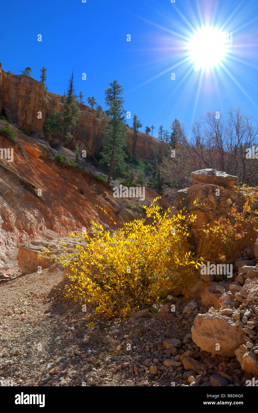 Canyon rivière lit dans la grotte moussue section de sentier du parc national de Bryce Canyon Utah Banque D'Images
