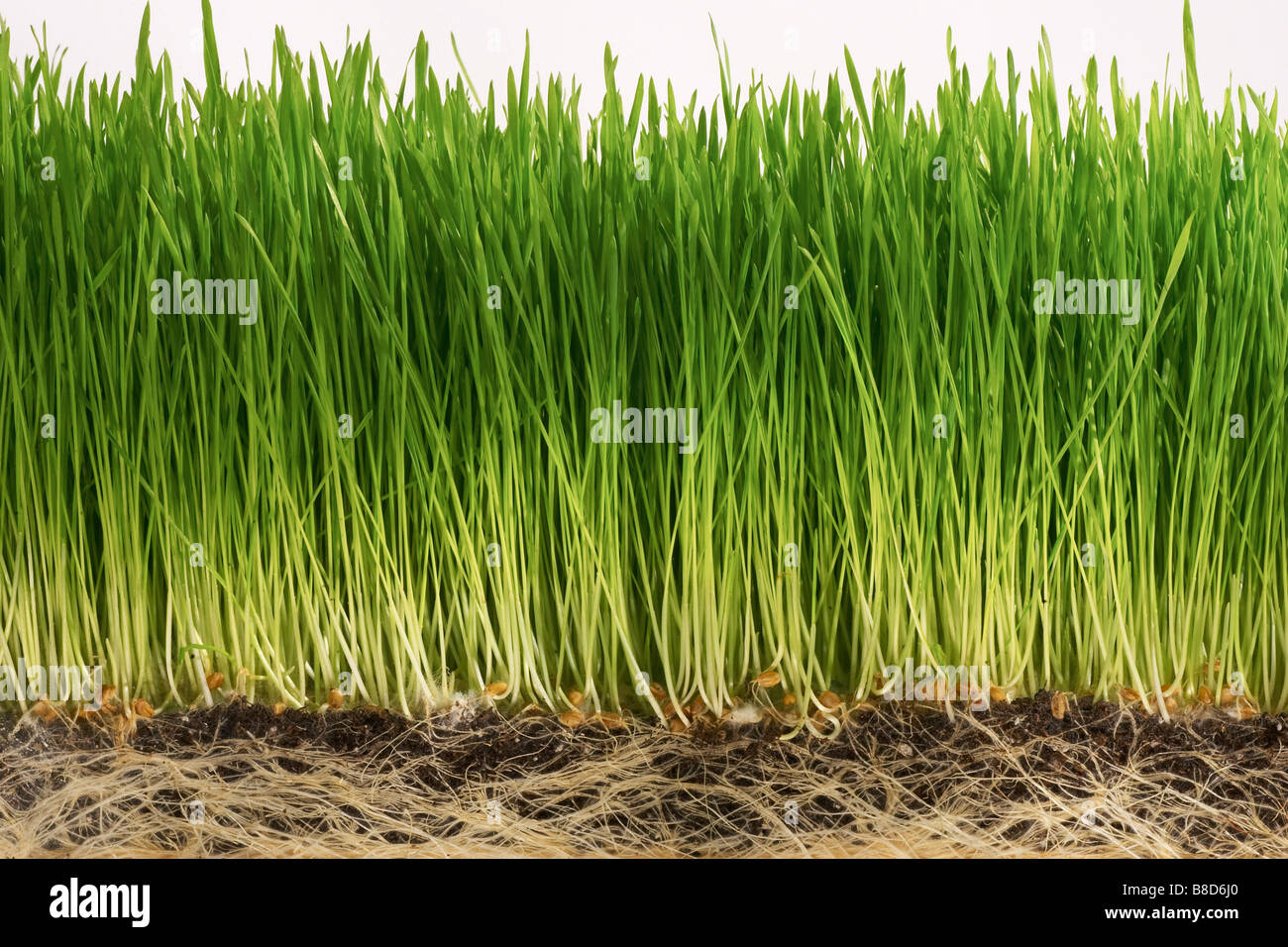 Grass Roots Banque D'Images
