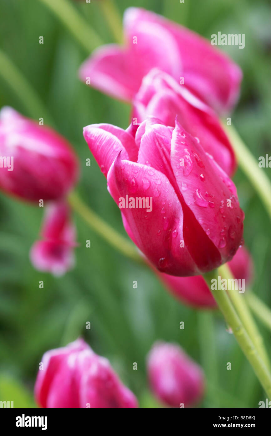 Tulipe Rose Garden Banque D'Images