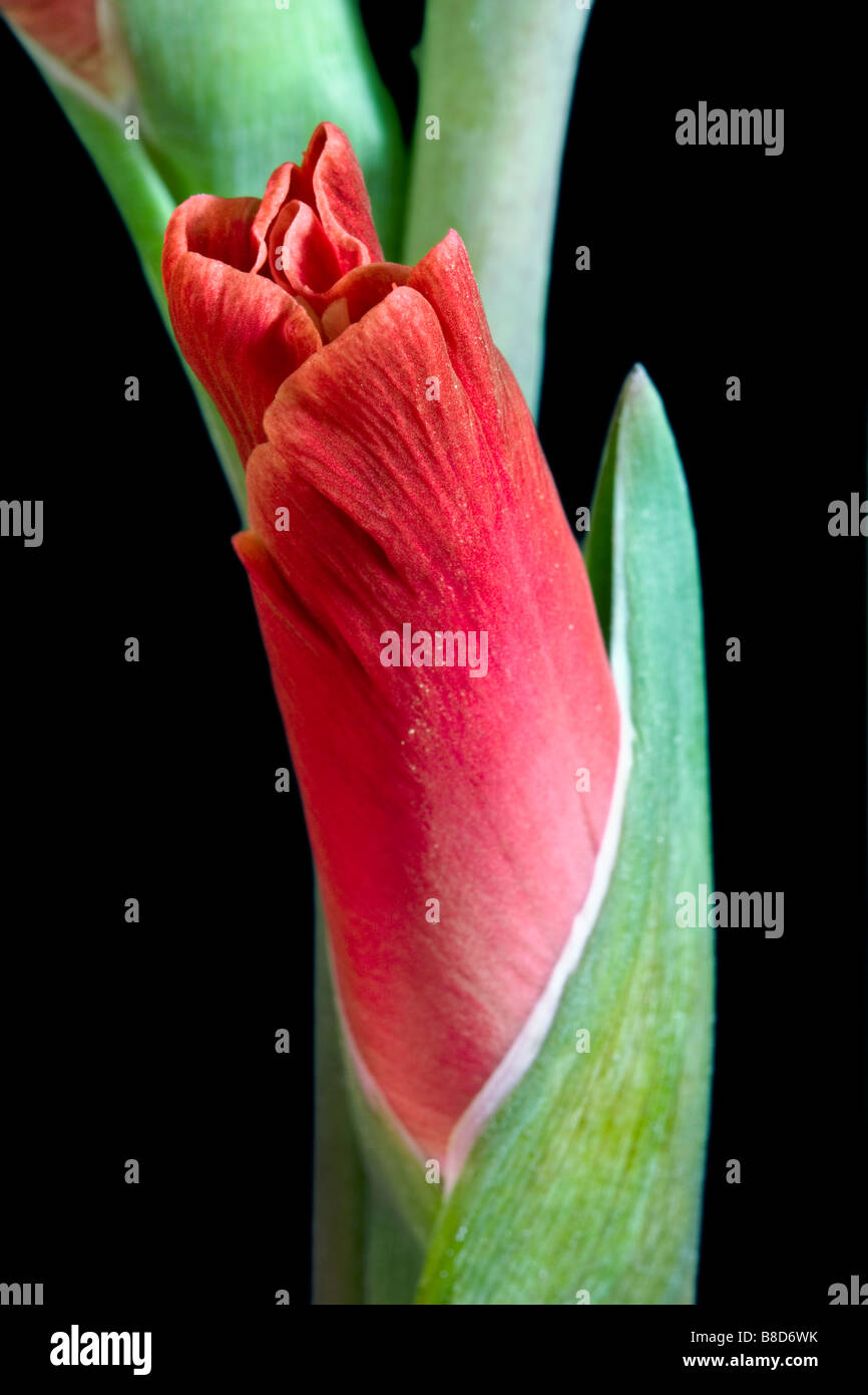 Still Life close up d'un glaïeul bourgeon floral. Banque D'Images